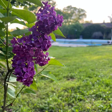 Entire With Swimming Pool Near Aubeterre Lägenhet